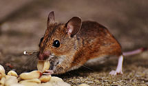 24 Hour & Emergency Exterminators in Los Fuertes, CO